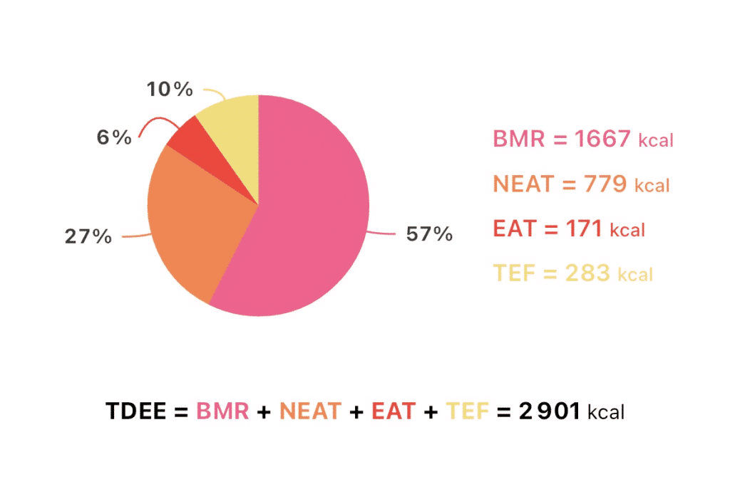 Diagramme circulaire montrant la répartition de la dépense énergétique totale (TDEE) en ses quatre composants : BMR (57%), NEAT (27%), EAT (6%) et TEF (10%).