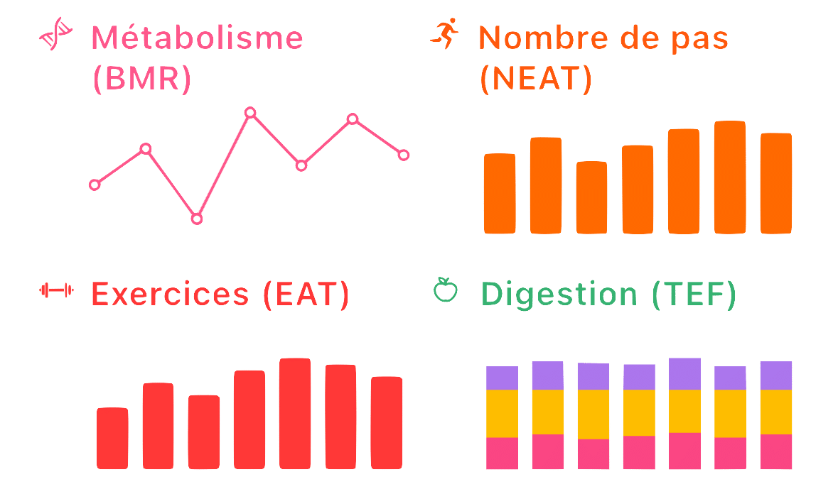 Infographie montrant les quatre composants de la dépense énergétique : le Métabolisme de base (BMR), le Nombre de pas (NEAT), les Exercices (EAT) et la Digestion (TEF).